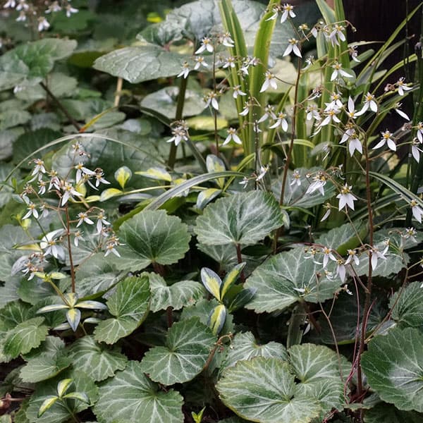 （まとめ割り）ユキノシタ（雪の下）3号ポット12株セットのサムネイル