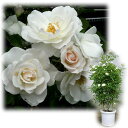 バラの苗/[送料無料]つるバラ：アイスバーグ8号大型アンドン仕立て
