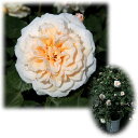 バラの苗/[送料無料]つるバラ：バフ・ビューティー8号大型アンドン仕立て