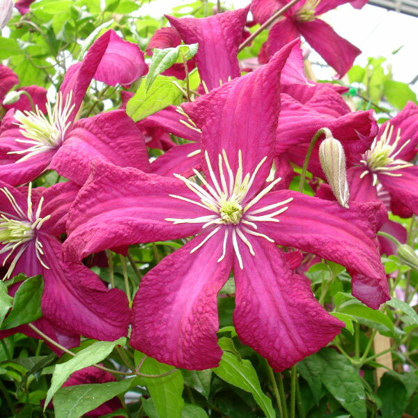 Clematis - クレマチスの苗/クレマチス：マダムジュリアコレボン3.5号ロングポット（ビチセラ系）