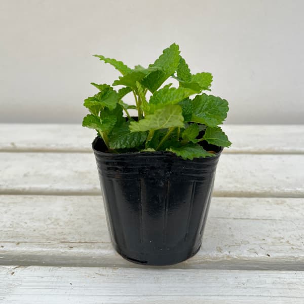 ハーブの苗/レモンバーム：シトロネ...