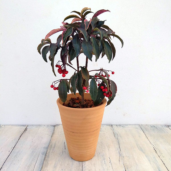 万両（マンリョウ）：紅孔雀（ベニクジャク）4号鉢植え[実付き]