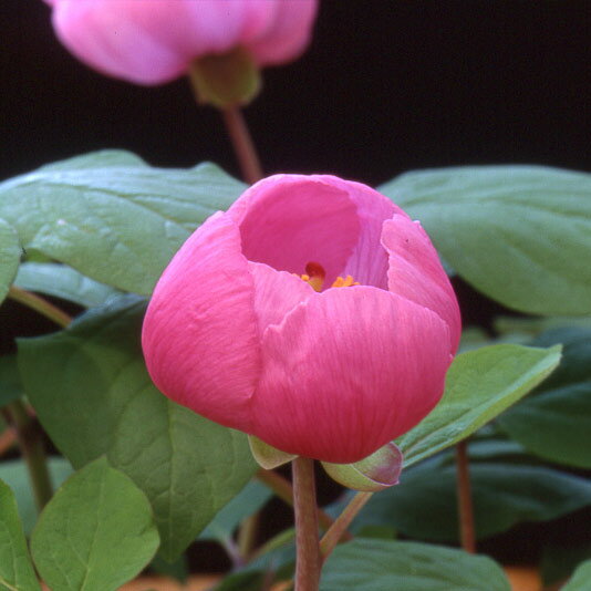 s*o様 山野草　斑入りヤマシャクヤク　黄掃け s*o様 山野草 斑入りヤマシャクヤク 黄掃け Yahoo!オークション