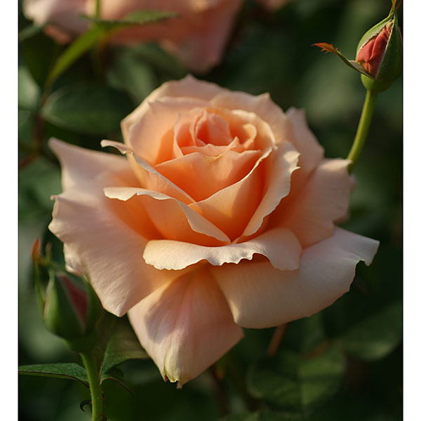 バラの苗/ハイブリッドティー：アプリコット キャンディ大苗
