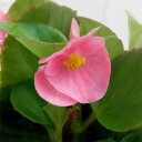 草花の苗/ベゴニアセンパフローレンス緑葉：ピンク3号ポット 2株セット