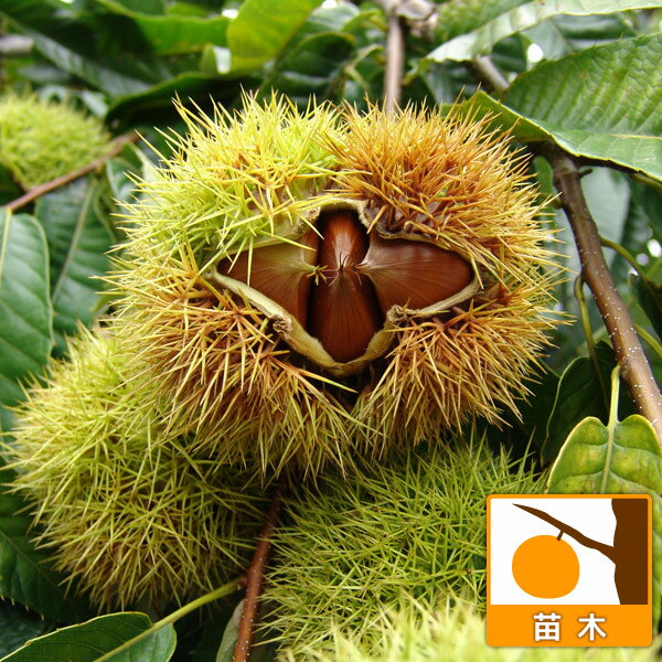 果樹の苗/クリ（栗）：神鍋（かんなべ）4〜5号ポットのサムネイル