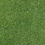 芝の種：ケンタッキーブルーグラスブルーノート1kg[暑さに強く日陰にも向く タネ 40平米分]