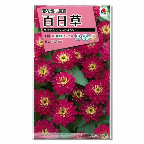 百日草（ジニア）：夏花壇に最適 ザハラ ダブルストロベリー[タキイ 花タネ]