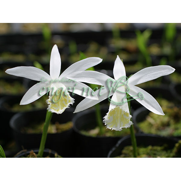 山野草の苗/トキソウ：白花台湾大輪とき草2.5-3号ポット