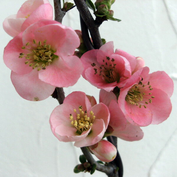 山野草の苗/木瓜：ゆめ3号ポット*