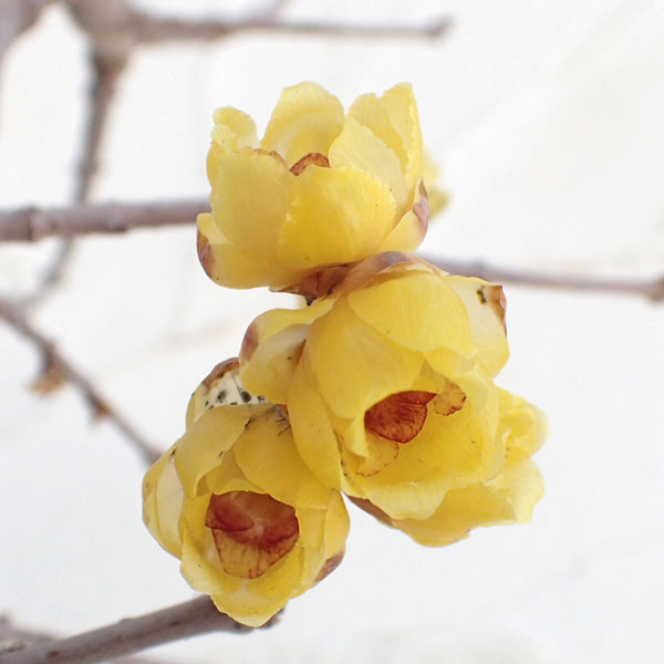 花木 庭木の苗/ロウバイ：満月（まんげつ）4〜5号ポットのサムネイル