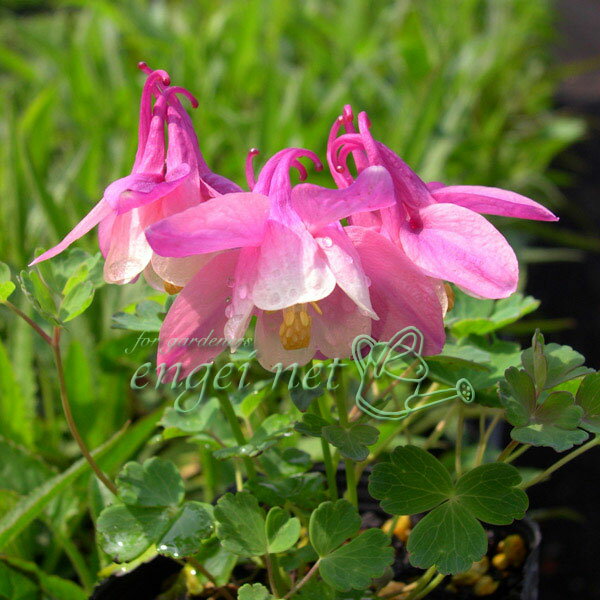 草花の苗/ミヤマオダマキ：桃花2....