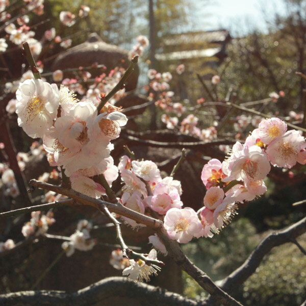 花木 庭木の苗/ハナウメ（花梅）：思いのまま 接木苗4〜5号ポット