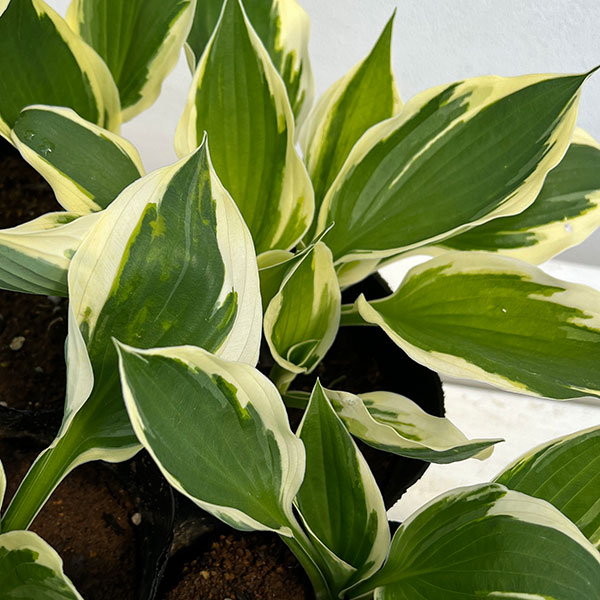 草花の苗/ギボウシ（ホスタ）：パトリオット4号ポットのサムネイル