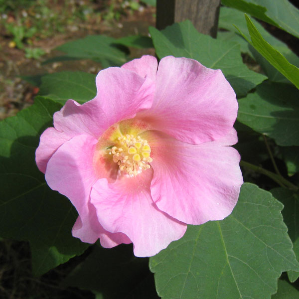楽天市場】芙蓉 の 花の通販