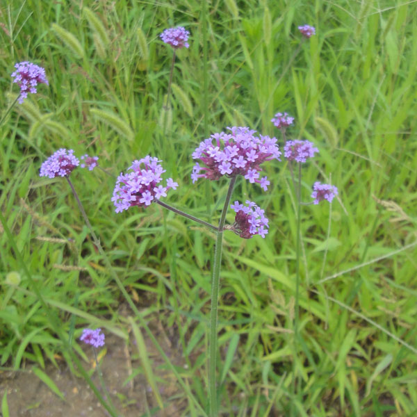 ��֤���/�С��٥ʡ��ܥʥꥨ�󥷥� 3��ݥå�[5��7����� ��椬�⤤���ܥС��٥ʡ����󥸥㥯�С��٥�]