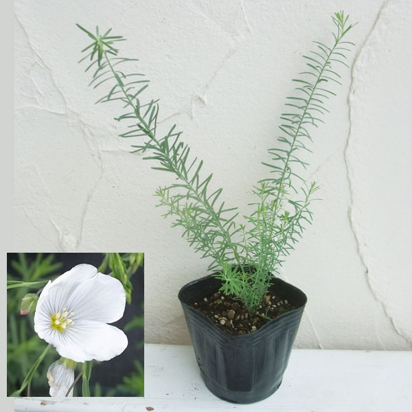 草花の苗/フラックス（アマ）：ペレニアルホワイト3号ポット 2株セット