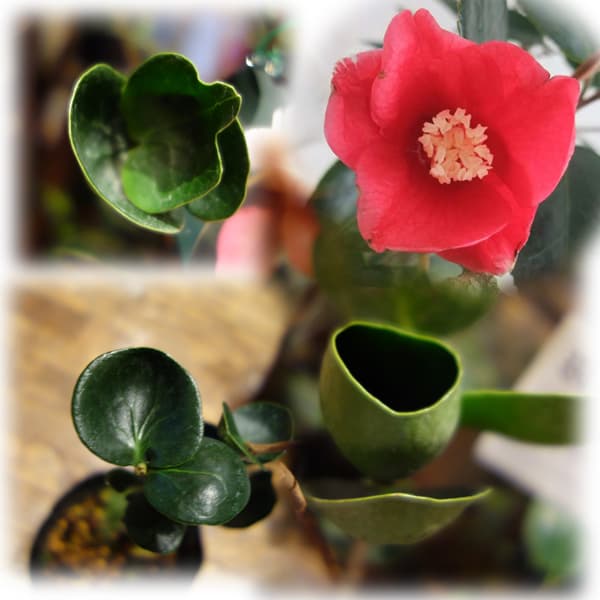 花木 庭木の苗/椿（ツバキ）：まどか4号ポット