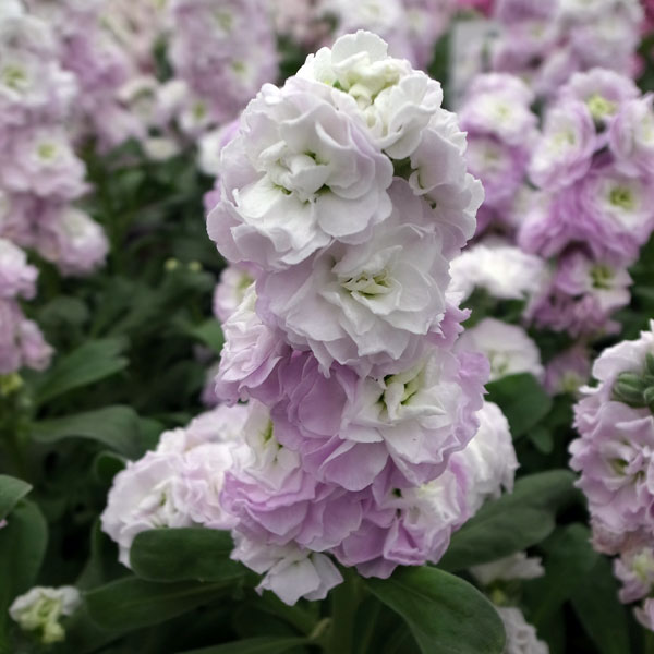 草花の苗/ストック：ベイビー　ライトブルーフラッシュ（八重）3-3.5号ポットのサムネイル