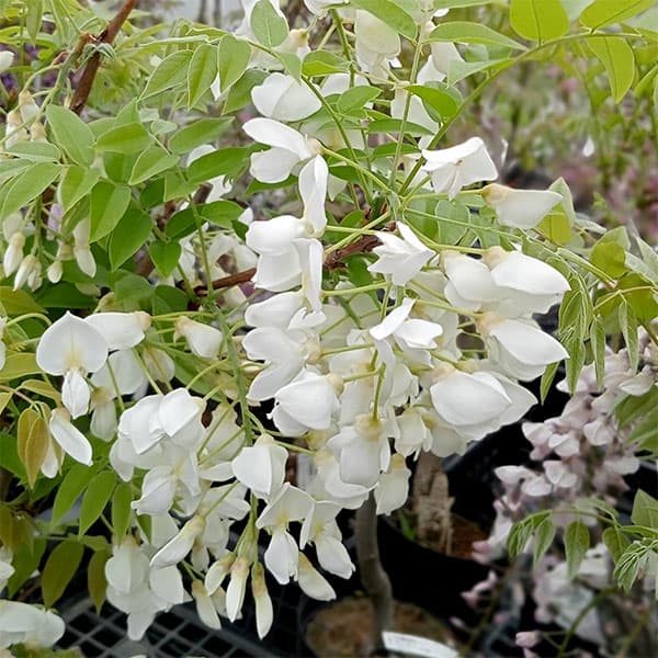 花木 庭木の苗/フジ（藤）：甲比丹（カピタン）（白）6号ポット