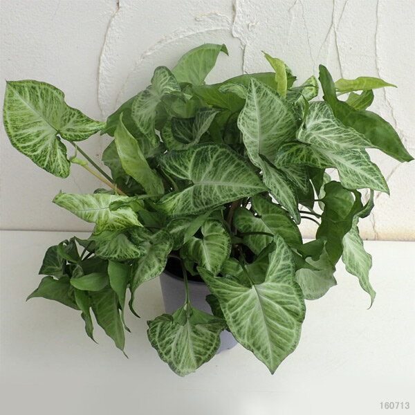 観葉植物/シンゴニウム：ホワイトバタフライ5号鉢植え