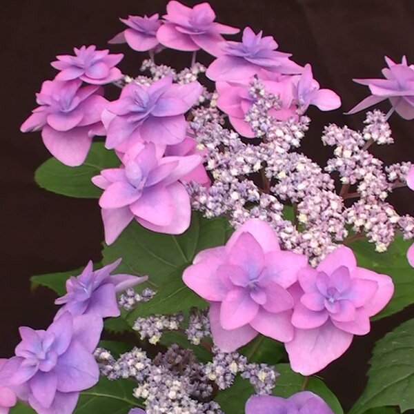 花木 庭木の苗/ヤマアジサイ：ミヤマヤエムラサキ（深山八重紫） 4号ポット