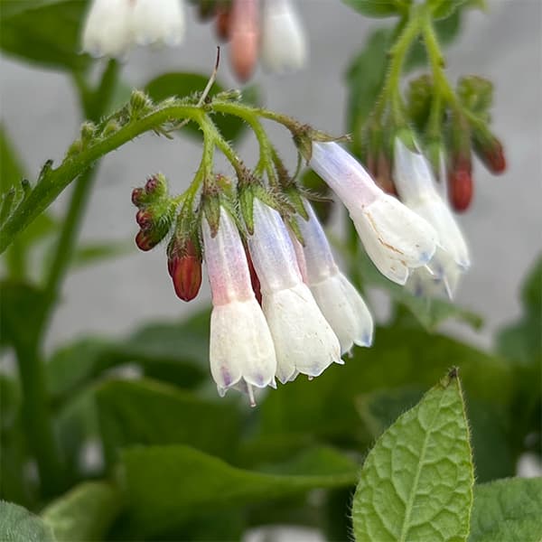 ��֤���/����ե꡼���ɥ�ե���ե꡼ �ҥåɥ����ȥ֥롼3��ݥå�