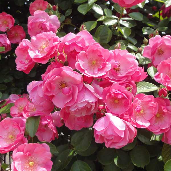 バラの苗/つるバラ：アンジェラ大苗