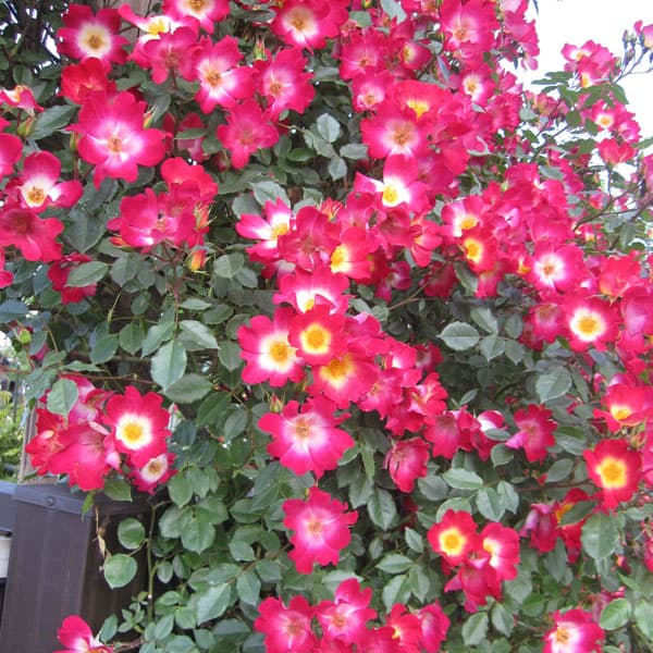 バラの苗/つるバラ：カクテル大苗