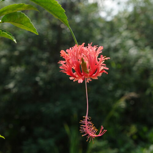 原種系 花弁がフリル状になる独特の花　風鈴仏桑華草花の苗/ハイビス...