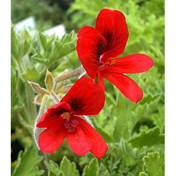 ハーブの苗/ニオイゼラニウム：オールドスカーレットユニーク3号ポット