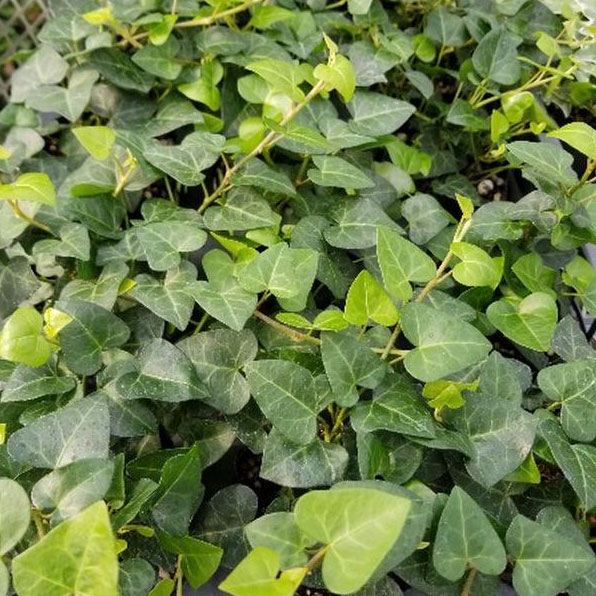 観葉植物/ヘデラ：サーク3号ポット...
