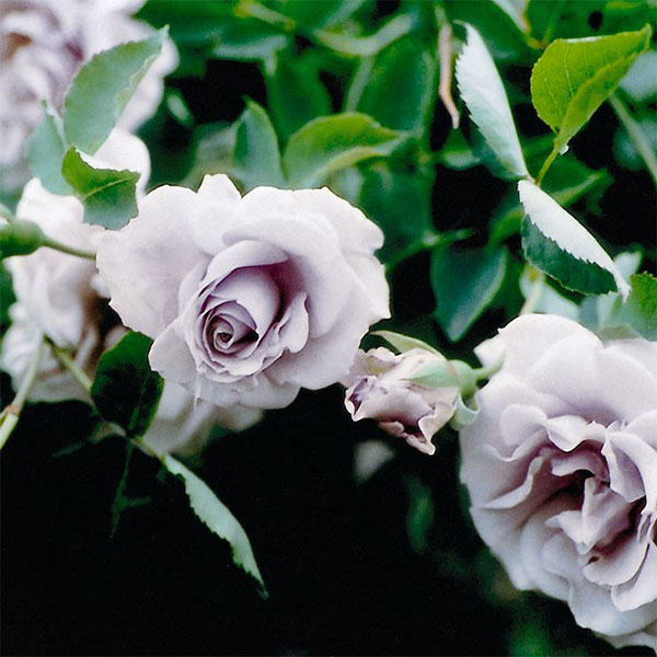 バラの苗/つるバラ：すみれの丘大苗