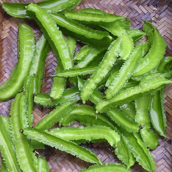 アスパラガスいんげんの種（早生琉球四角豆）[野菜タネ 5〜7月まき]のサムネイル