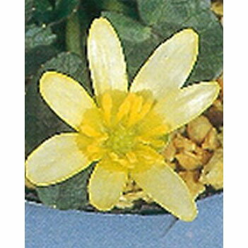 山野草の苗/ヒメリュウキンカ：コーヒークリーム2.5号ポット