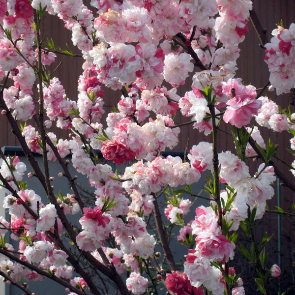 花木 庭木の苗/花桃：源平桃（ゲンペイモモ）4〜5号ポット