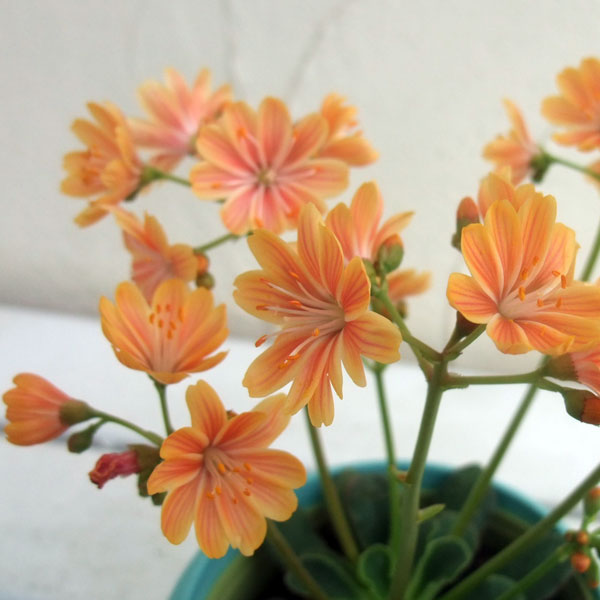 草花の苗/（わけあり特価）レウイシア：オレンジ系3.5号鉢植え