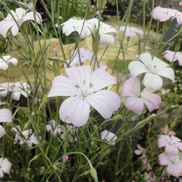 ��֤���/���������ƥ�ޡ�����3��3.5��ݥå�