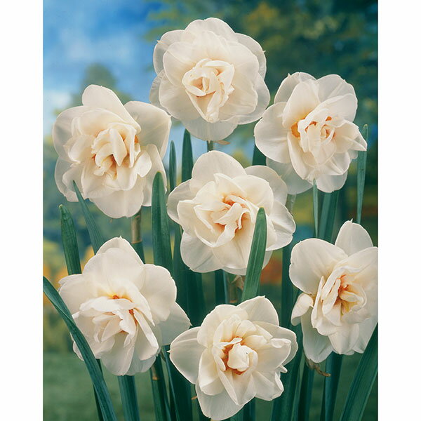 球根ポット植え：変り咲き水仙：アクロポリス2球入り