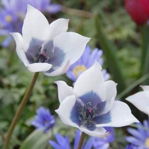 球根/チューリップ（原種系）：フミリス　アルバ　コエルレアオクラータ　1球のサムネイル