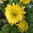 山野草の苗/(わけあり特価)フクジュソウ(福寿草):花園3号...