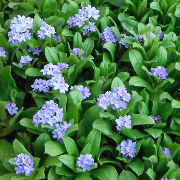 草花の苗/ワスレナグサ：ブルー3号ポット4株セット