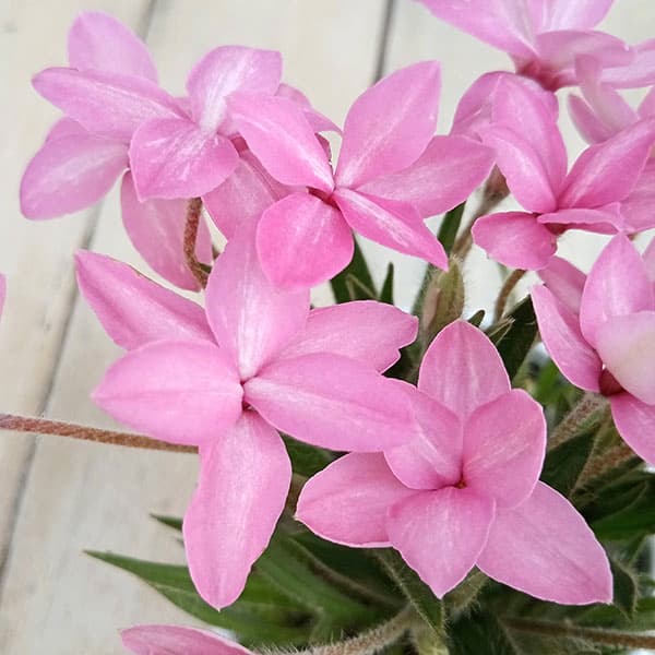 アッツザクラ（アッツ桜）：舞姫（淡いピンク） 3号鉢植え