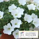 草花の苗/ランドスケープペチュニア：おゆきちゃん3.5号ポッ
