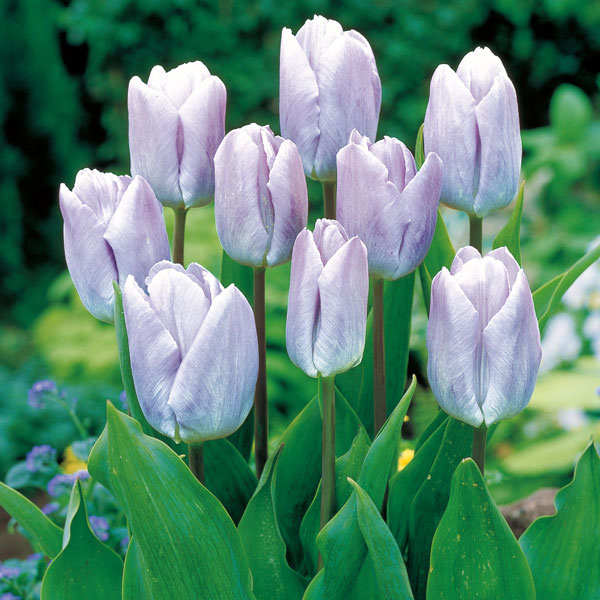 球根/チューリップ：ライトブルー（一重）5球入り（SE）（早咲き）のサムネイル