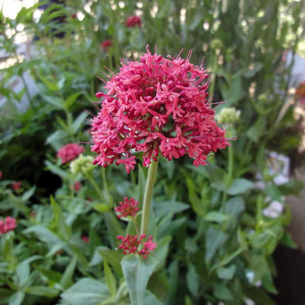 草花の苗/（わけあり特価）セントランサス：コッキネウス（赤花）3.5号ポット