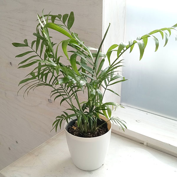 ヤシ 観葉植物/テーブルヤシ：4号鉢植え