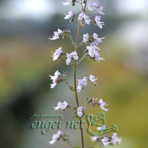 山野草の苗/ヒキオコシ（延命草）3号ポット