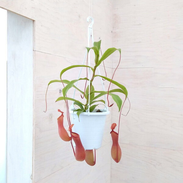 観葉植物/ネペンテス：アラータ4号吊鉢入りのサムネイル