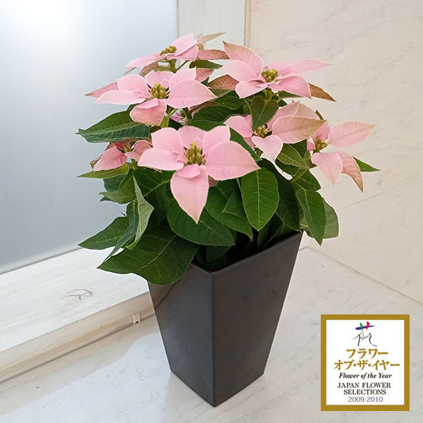 プリンセチア：ピンクホワイト4号黒鉢植え*のサムネイル